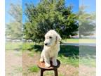 Goldendoodle PUPPY FOR SALE ADN-608723 - Mason
