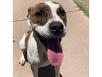 Adopt Backup a Boxer, Pit Bull Terrier