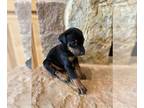 Doberman Pinscher PUPPY FOR SALE ADN-609235 - Beautiful Doberman Puppies