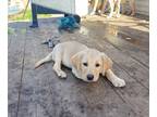 Labrador Retriever PUPPY FOR SALE ADN-608087 - English Yellow Labradors For Sale