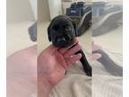 Labrador Retriever PUPPY FOR SALE ADN-608496 - AKC black labs