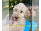 Goldendoodle PUPPY FOR SALE ADN-608860 - Goldendoodle Puppies Amazing Family