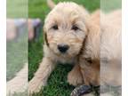 Goldendoodle PUPPY FOR SALE ADN-608872 - Goldendoodle Puppies Family Friendly