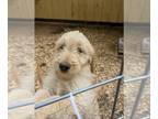 Goldendoodle PUPPY FOR SALE ADN-608888 - Goldendoodle Puppies Family Friendly