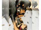 Rottweiler PUPPY FOR SALE ADN-609193 - Rottweiler Puppies