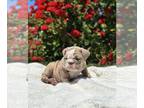 English Bulldog PUPPY FOR SALE ADN-609158 - English Bulldog Puppies