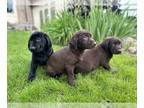 Labrador Retriever PUPPY FOR SALE ADN-609128 - Labrador Puppies