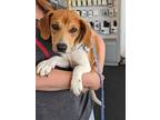 Adopt BISCUIT a Jack Russell Terrier, Beagle