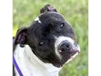 Adopt HARVARD a Pit Bull Terrier, Mixed Breed