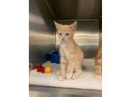 Adopt Jerome a Domestic Short Hair