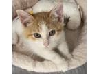 Adopt Dilly A Domestic Short Hair