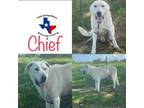 Adopt Chief a Great Pyrenees