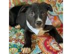Adopt Monster A Border Collie, Pit Bull Terrier