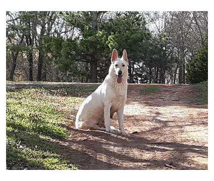 ~AKC ~WHITE~ German Shepherd Pups~ is a White Female German Shepherd Puppy For Sale in Oklahoma City OK