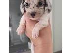 Dachshund Puppy for sale in Berry, AL, USA