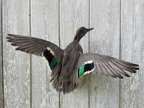 Captive Bred Green Wing Teal Duck Taxidermy