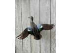 Captive Bred Drake Blue Wing Teal Duck Taxidermy