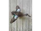Captive Bred Drake Blue Wing Teal Duck Taxidermy