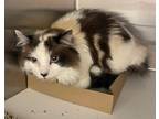 Adopt Sissy a Ragdoll / Mixed cat in Lincoln, NE (38157350)