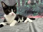 Adopt Sutton a Black & White or Tuxedo Domestic Shorthair (short coat) cat in