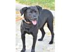 Adopt Nella a Black Labrador Retriever / German Shepherd Dog / Mixed dog in