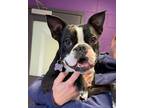 Adopt Louie a Boston Terrier / Mixed dog in Stouffville, ON (38156911)