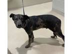 Adopt 16133 a Catahoula Leopard Dog / Mixed dog in Covington, GA (38156908)