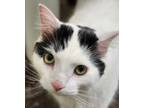 Adopt Puddin a Domestic Mediumhair / Mixed cat in Lexington, KY (38156933)