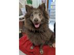 Adopt Bali a Pomeranian / Mixed dog in Wilmington, DE (38151442)