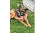 Adopt Vulcan a German Shepherd Dog / Mixed dog in Greater Napanee, ON (38156860)