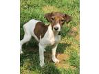 Adopt Nefriteri - litter of 4 a White - with Brown or Chocolate Jack Russell