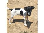 Adopt Nathan - litter of 4 a Tricolor (Tan/Brown & Black & White) Jack Russell