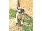 Adopt Nash - litter of 4 a White - with Gray or Silver Jack Russell Terrier /