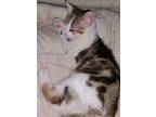 Adopt Alvinia a Spotted Tabby/Leopard Spotted American Shorthair (short coat)
