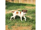 Adopt Noelle - litter of 4 a Tricolor (Tan/Brown & Black & White) Jack Russell
