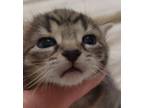 Adopt Dashwood a Tiger Striped American Shorthair / Mixed (short coat) cat in