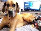Adopt Coyne a Great Dane / Mixed dog in Bullard, TX (38155801)