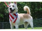 Adopt Taz a White Husky / Shepherd (Unknown Type) / Mixed dog in Manhasset