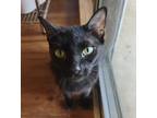 Adopt Hazelnut a All Black Domestic Shorthair / Mixed (short coat) cat in