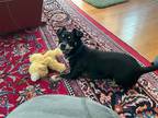 Adopt Ace a Miniature Pinscher / Mixed dog in Willingboro, NJ (38155837)