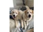Adopt Bruno and Mars a White Great Pyrenees / Mixed dog in Jacksonville