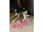 Adopt Kylee Robinson a White - with Black Pointer / Mixed Breed (Medium) / Mixed
