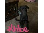 Adopt Khloe Robinson a Black Pointer / Mixed Breed (Medium) / Mixed dog in