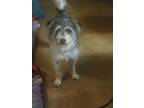 Adopt Jennifer's Baxter a Jack Russell Terrier dog in Mustang, OK (38153362)