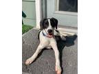 Adopt Kenny Robinson a White - with Black Pointer / Mixed Breed (Medium) / Mixed