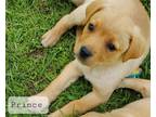 Adopt Prince Robinson a Tan/Yellow/Fawn Beagle / Labrador Retriever / Mixed dog