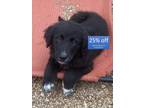 Adopt Elly May a Black - with White Golden Retriever / Bernese Mountain Dog dog