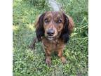 Adopt CROMWELL a Brindle Dachshund dog in Atco, NJ (38155530)