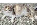 Adopt Olive a Domestic Mediumhair / Mixed (short coat) cat in Tiffin
