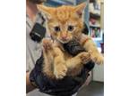 Adopt Gil a Domestic Shorthair / Mixed (short coat) cat in Athens, TX (38155446)
